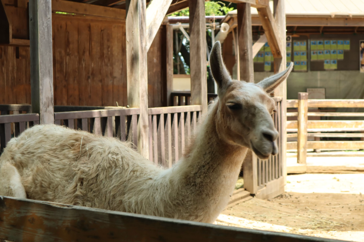 [Updated for 2024] Introducing all the recommended tourist spots on Saitama Prefecture's local line, Chichibu Railway!