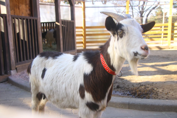 [Updated for 2024] Introducing all the recommended tourist spots on Saitama Prefecture's local line, Chichibu Railway!