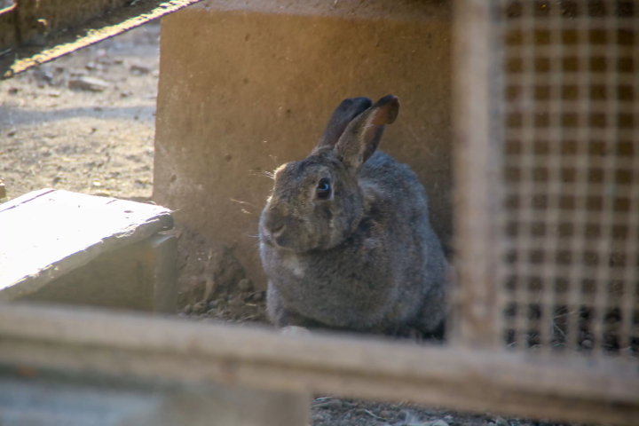 [Updated for 2024] Introducing all the recommended tourist spots on Saitama Prefecture's local line, Chichibu Railway!