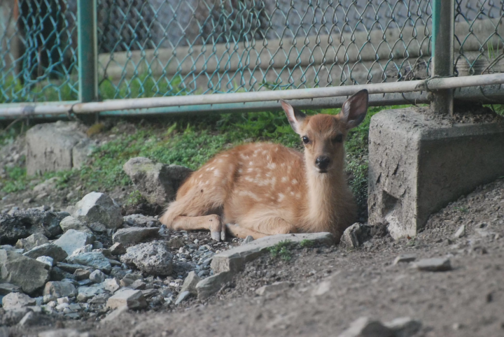 [Updated for 2024] Introducing all the recommended tourist spots on Saitama Prefecture's local line, Chichibu Railway!