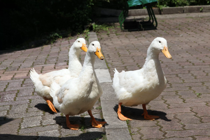 [Updated for 2024] Introducing all the recommended tourist spots on Saitama Prefecture's local line, Chichibu Railway!