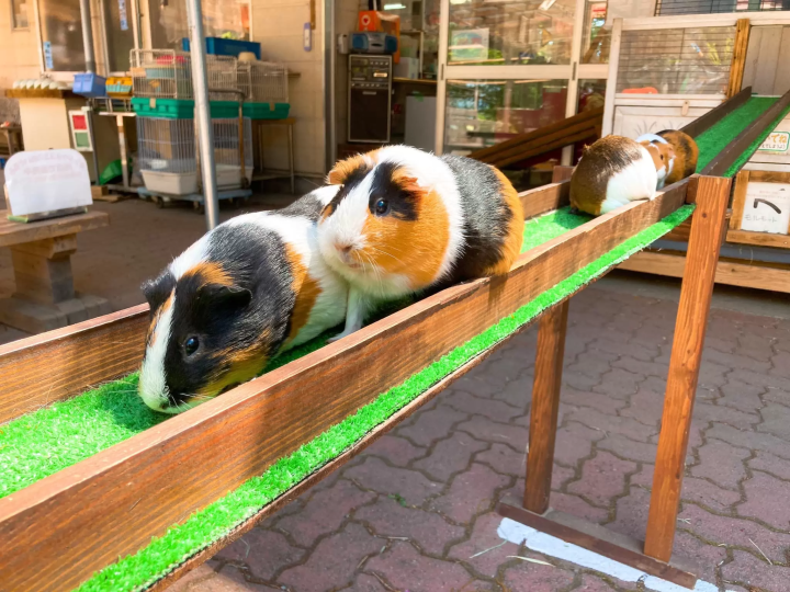 [Updated for 2024] Introducing all the recommended tourist spots on Saitama Prefecture's local line, Chichibu Railway!