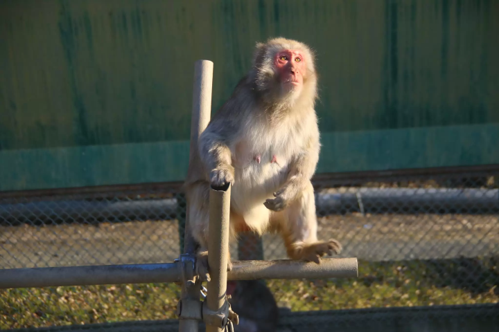 [Updated for 2024] Introducing all the recommended tourist spots on Saitama Prefecture's local line, Chichibu Railway!