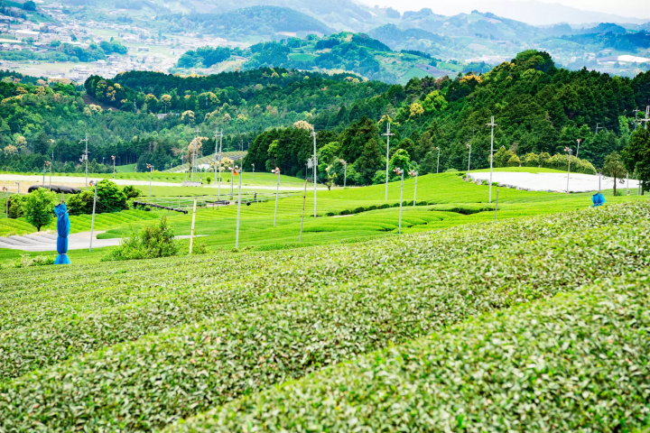 tea fields in uji, kyoto