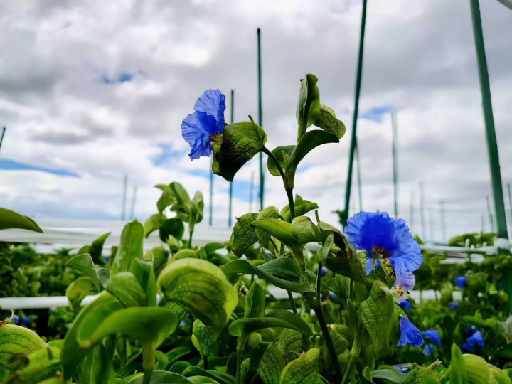 Save the Flowers of Hell! Experience the passion of a young challenger