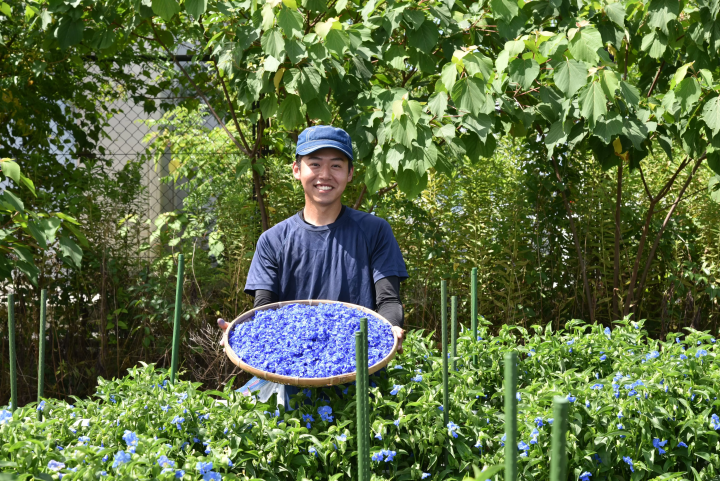 Save the Flowers of Hell! Experience the passion of a young challenger