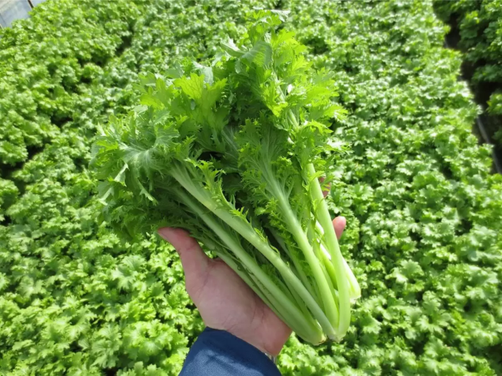 関西随一のビニールハウス群が誇る農作物