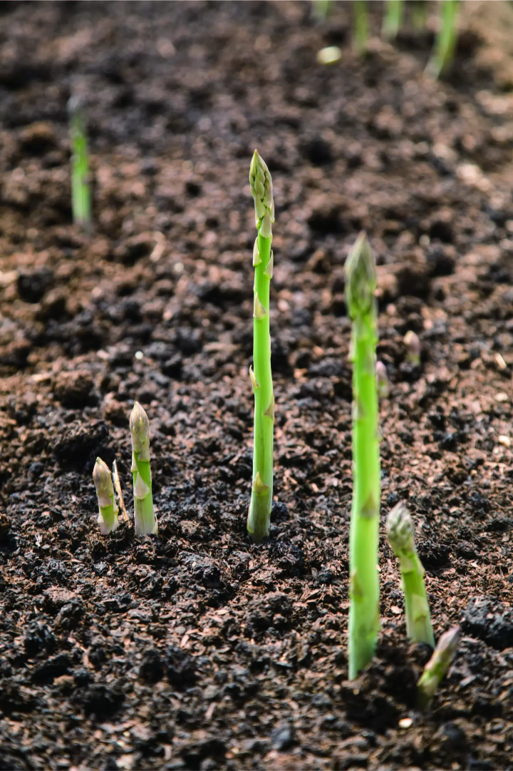 関西随一のビニールハウス群が誇る農作物