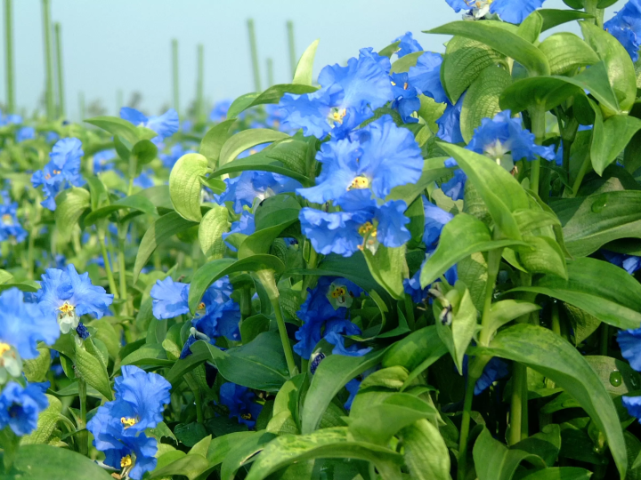 関西随一のビニールハウス群が誇る農作物