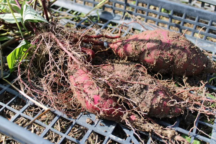 【天橋立から１時間】京都北部を堪能できる 丹後王国「食のみやこ」の魅力をご紹介！