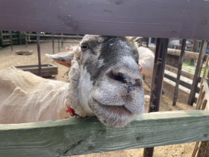 【天橋立から１時間】京都北部を堪能できる 丹後王国「食のみやこ」の魅力をご紹介！