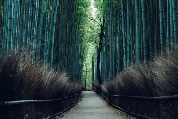 【교토·아라시야마】교토·아라시야마에서 특별한 체험을 하자! 미슐랭 스타가있는 레스토랑에서의 식사와 헬리콥터로 둘러싸인 1 박 2 일 여행