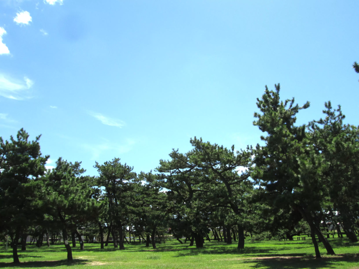 [From Eeyan ! Osaka Shopping Street]在“滨寺公园”，在花的色彩和大地的宁静中深呼吸