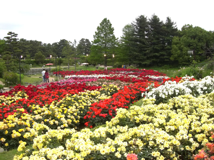 [From Eeyan ! Osaka Shopping Street]在“滨寺公园”，在花的色彩和大地的宁静中深呼吸