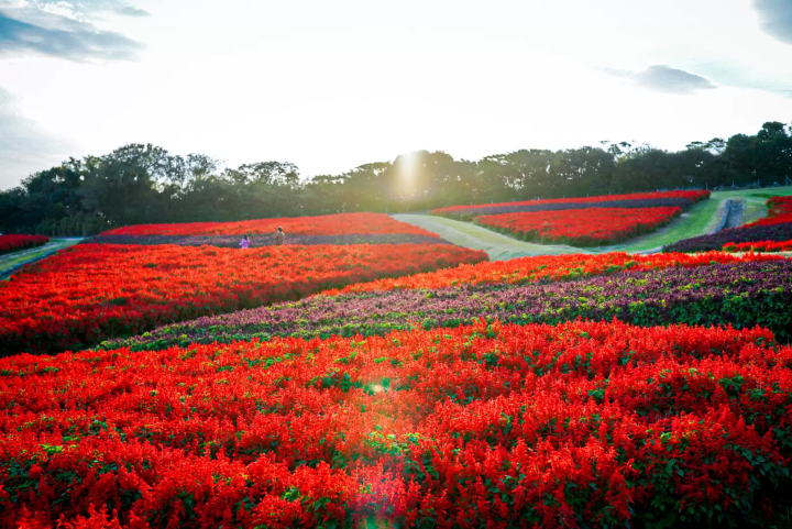 大阪からの日帰り旅行：淡路島で心も体もリフレッシュ