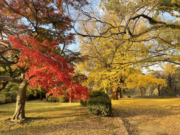 Fukuoka: Top 8 Fall Foliage Spots in 2024