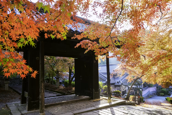 Fukuoka: Top 8 Fall Foliage Spots in 2024