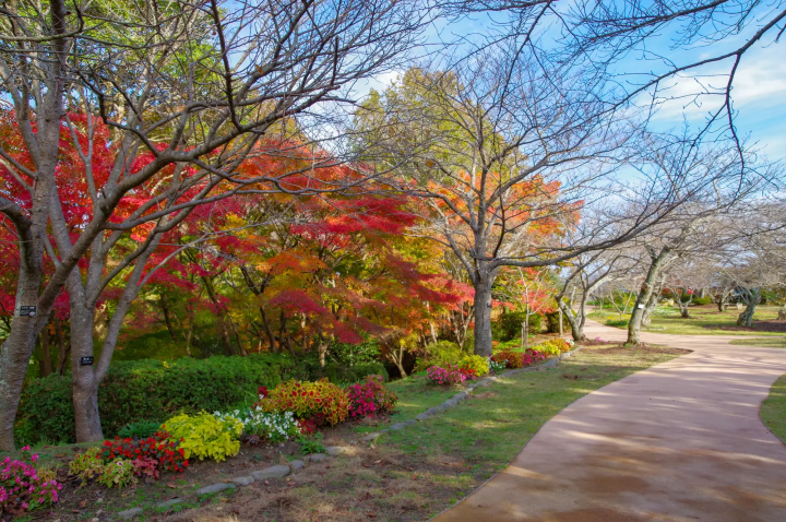Fukuoka: Top 8 Fall Foliage Spots in 2024