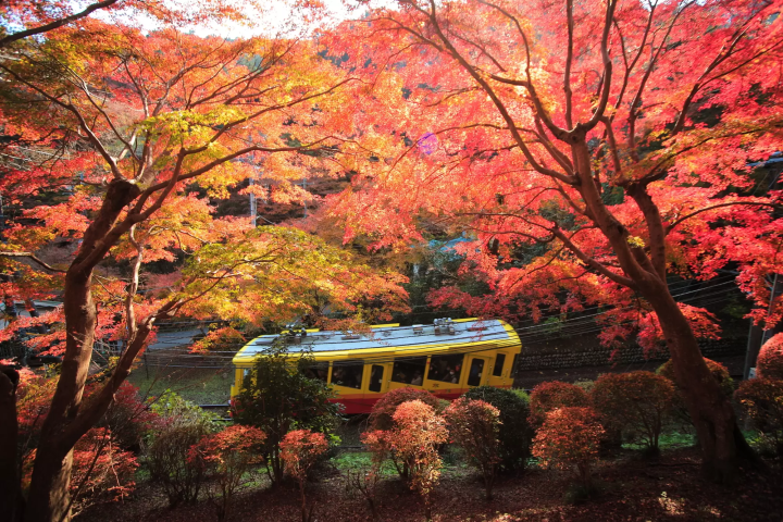 Tokyo's Fall Foliage