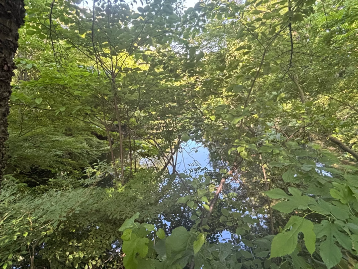 被東京、中野、大和町的綠樹環繞的「蓮華寺」充滿了孕育中野未來的暗示！