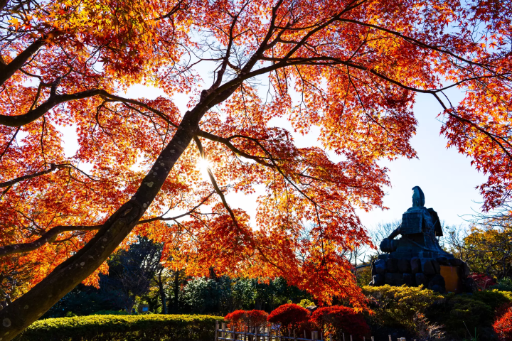 Kamakura's Top 6 Fall Foliage Spots: Temples, Parks, and More!