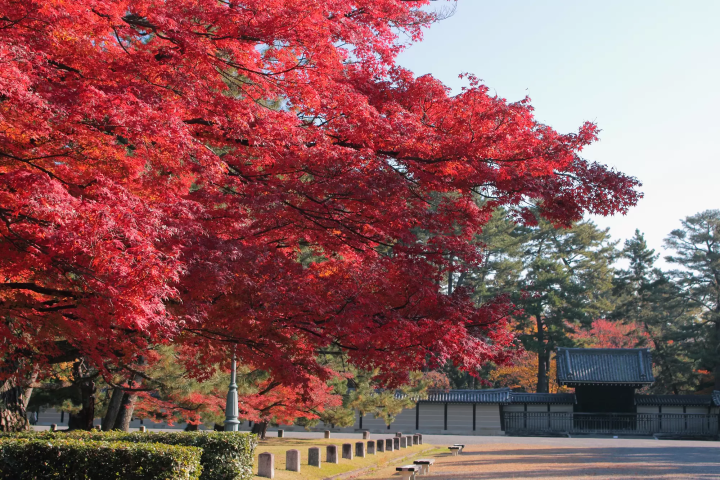 Kyoto in Autumn: Top 12 Fall Foliage Spots