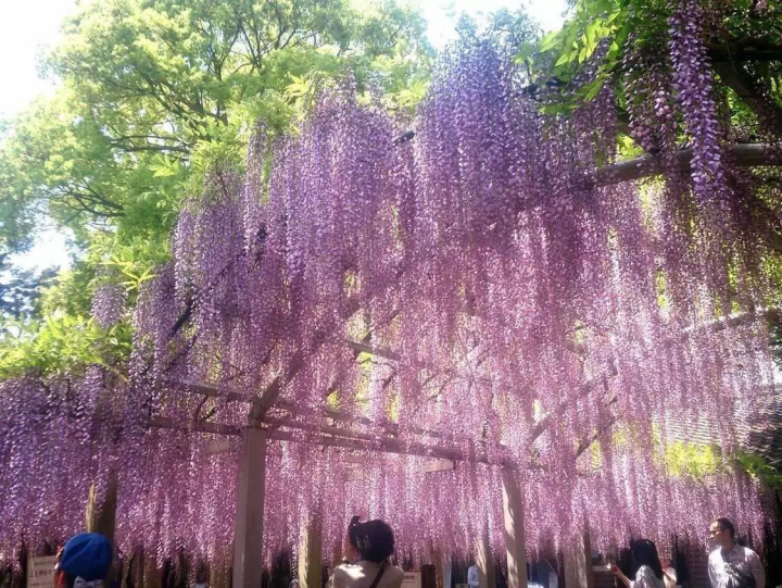 【日本遺産】草津市の民俗芸能である草津のサンヤレ踊りを徹底解説!!