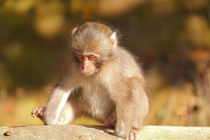 『小豆島』徜徉在瀨戶內海最夢幻的小島！景點與行程推薦