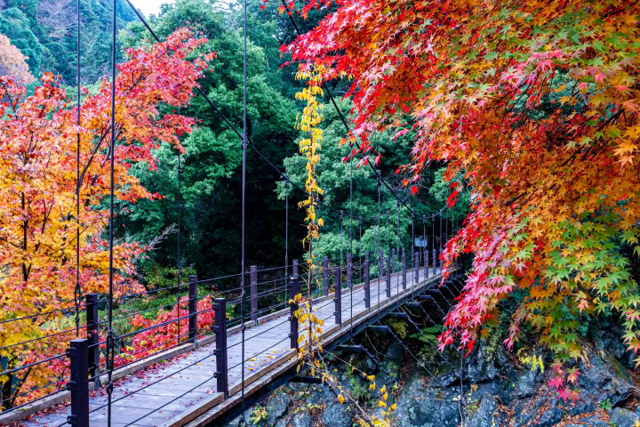 【2024年】東京近郊賞楓精選5個景點(奥多摩、高尾山、三溪園、中津峽)