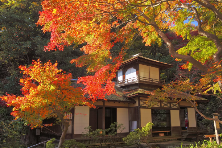 【2024年】東京近郊賞楓精選5個景點(奥多摩、高尾山、三溪園、中津峽)