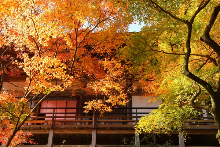 Autumn in Kyushu: 19 Fall Foliage Spots in Fukuoka, Oita, and Saga