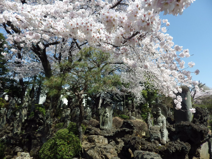 Discover 100 Kannon statues in Numabukuro, Nakano Ward, Tokyo. Travel through 100 years of history at "100 Kannon Meijiji Temple."