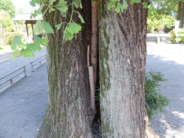 Discover 100 Kannon statues in Numabukuro, Nakano Ward, Tokyo. Travel through 100 years of history at "100 Kannon Meijiji Temple."