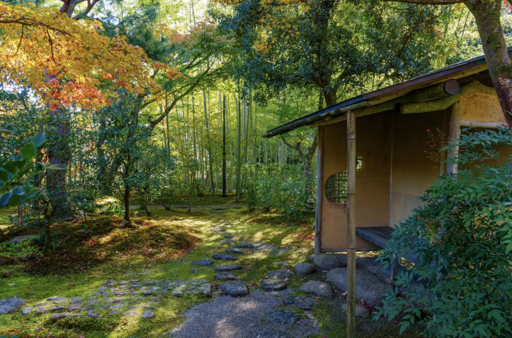 A journey through the roots of Ieyasu and tea