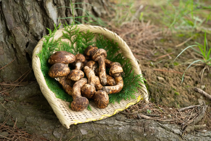Matsutake mushrooms