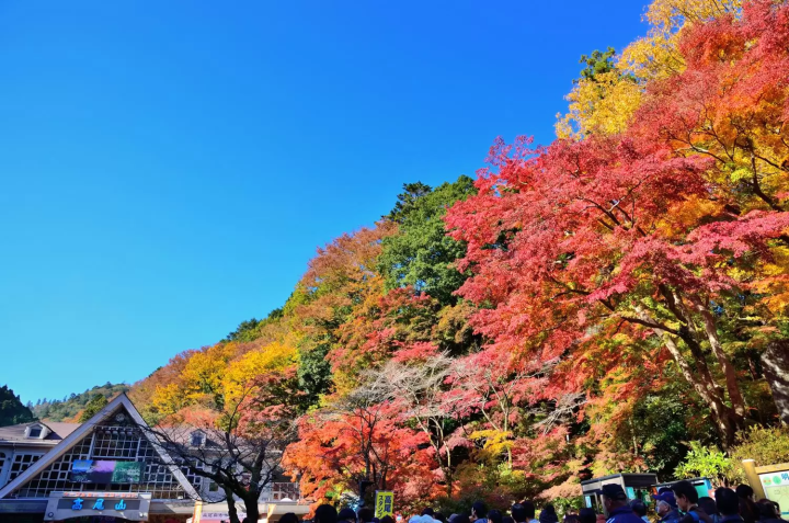 November in Japan: Weather, Events, Food and Travel Tips!