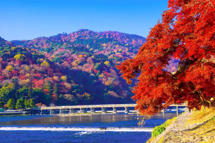 November in Japan: Weather, Events, Food and Travel Tips!