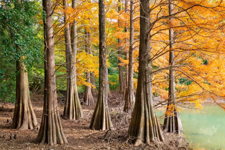 November in Japan: Weather, Events, Food and Travel Tips!