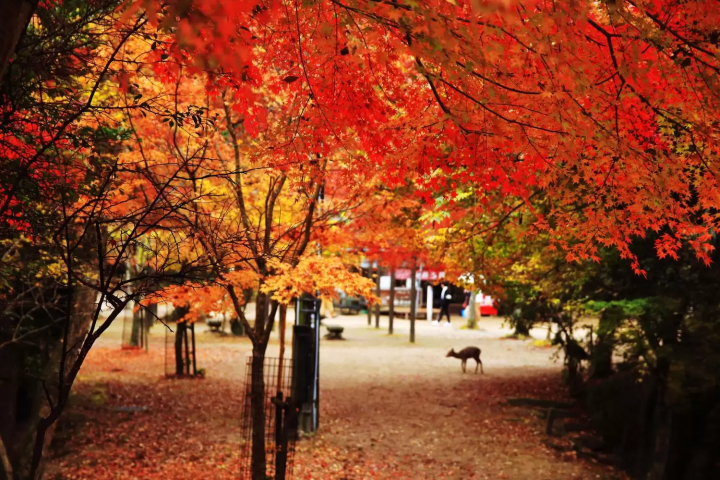 November in Japan: Weather, Events, Food and Travel Tips!