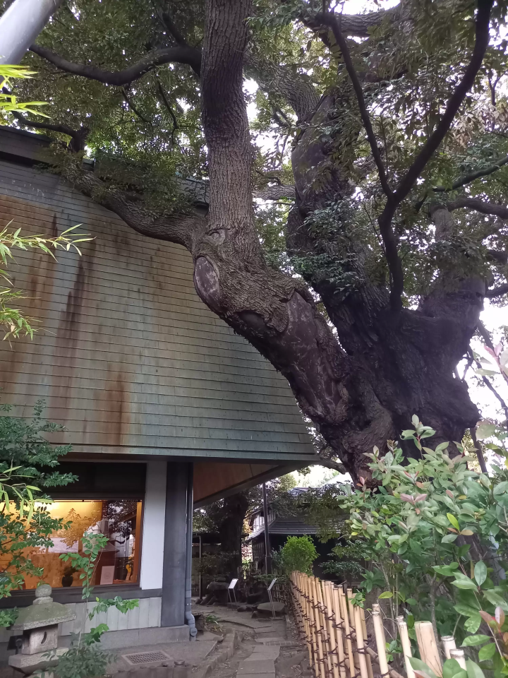 Nakano, Tokyo used to be like this!? A 500-year-old chestnut tree leads you through the history of Nakano at the Nakano City History and Folklore Museum