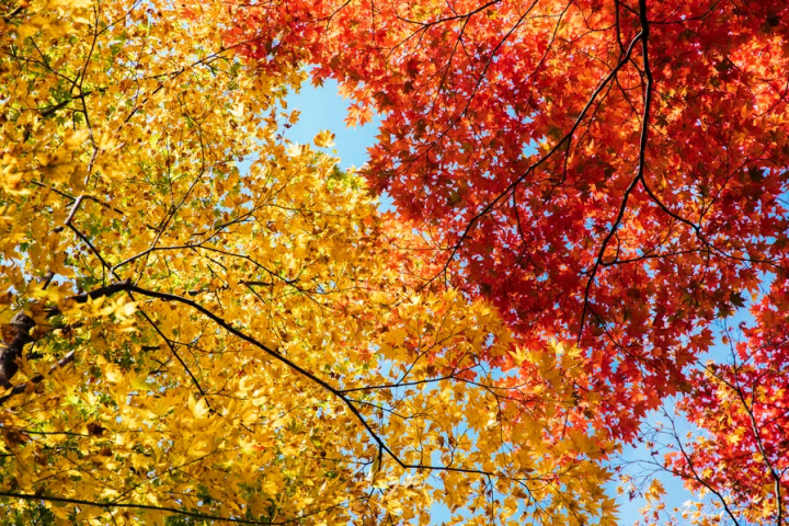 秋の日本酒「秋あがり」とは？