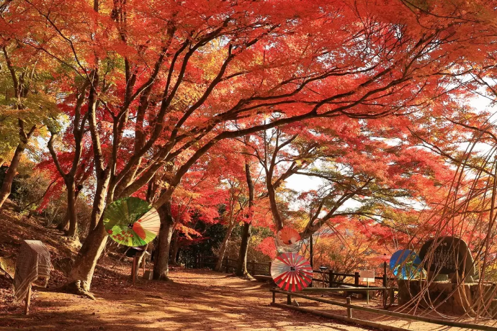 Hiroshima: Top 10 Fall Foliage Spots