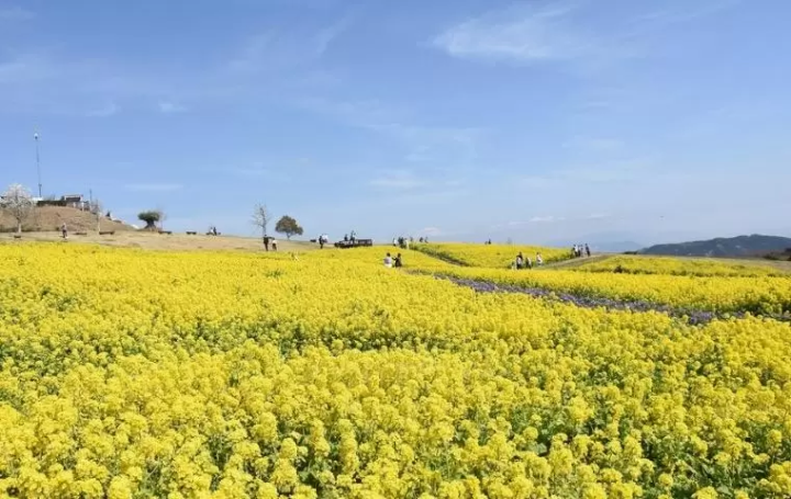 淡路島に関しての質問、全部答えます！