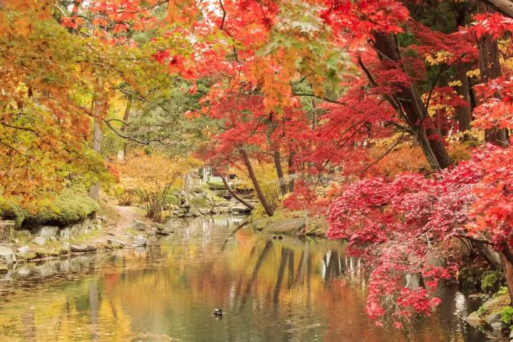 Fall Foliage in Northern Japan 2024: Top 15 Spots in Tohoku