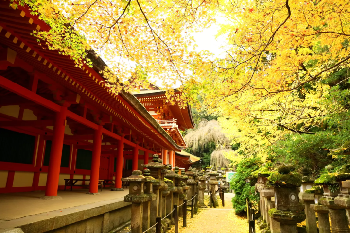 12 Spots that Show Off Nara's Fabulous Fall Foliage 
