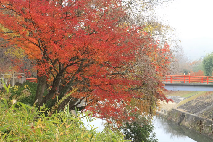 12 Spots that Show Off Nara's Fabulous Fall Foliage 