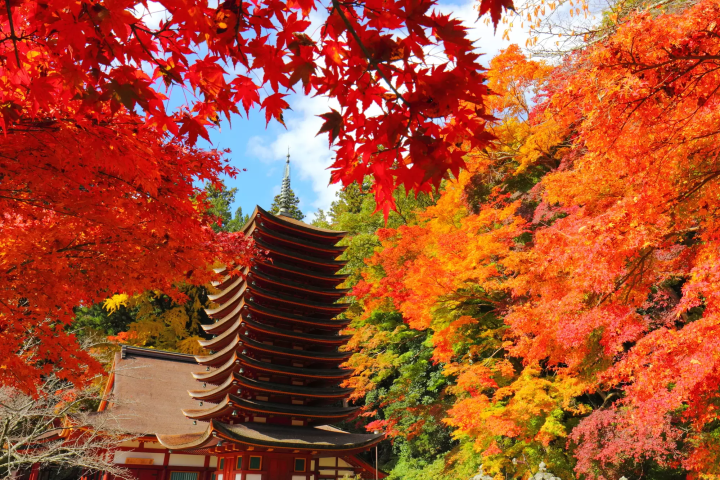 12 Spots that Show Off Nara's Fabulous Fall Foliage 