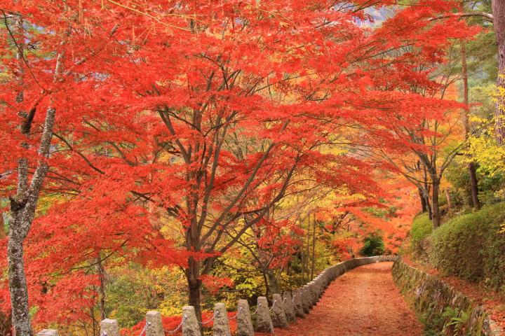 12 Spots that Show Off Nara's Fabulous Fall Foliage 