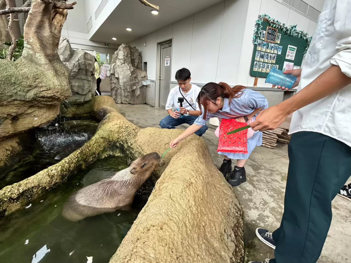 [Fukunone vol.11] 介绍JR福井站西口周边的示范路线【③ 福车上的清爽治愈路线】