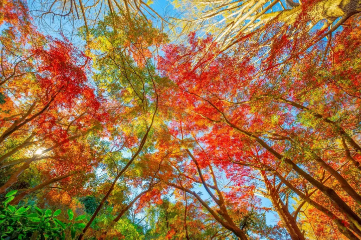 Kamakura's Top 6 Fall Foliage Spots in 2024: Temples, Parks, and More!